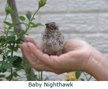 Baby Nighthawk