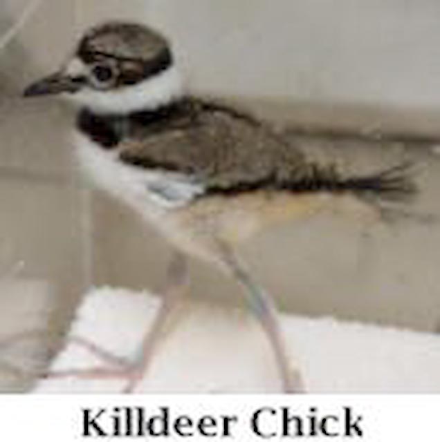 Killdeer Chick