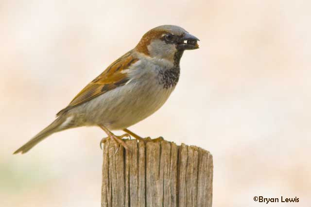 Adult Male Sparrow